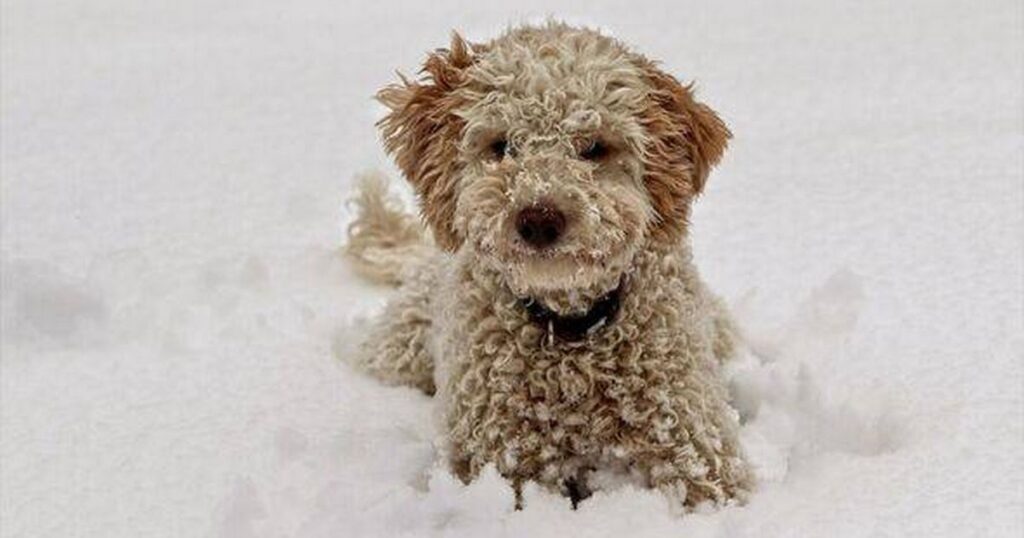 0_Adorable-Labradoodle-puppy-playing-happily-in-a-snow-covered-field-during-winter.jpg
