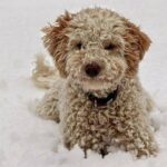 0_Adorable-Labradoodle-puppy-playing-happily-in-a-snow-covered-field-during-winter.jpg