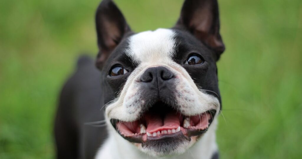 0_Boston-Terrier.jpg