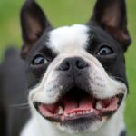 0_Boston-Terrier.jpg