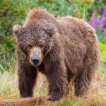 0_Female-Alaska-Peninsula-brown-bear-Ursus-arctos-horribilis-in-Katmai-National-Park-and-Preserve-A.jpeg