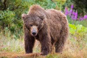 0_Female-Alaska-Peninsula-brown-bear-Ursus-arctos-horribilis-in-Katmai-National-Park-and-Preserve-A.jpeg