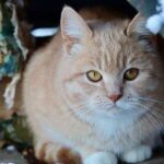 0_Ginger-cat-in-snowy-shelter.jpg