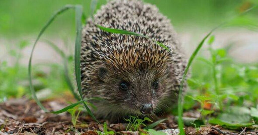0_Hedgehog-in-the-grass-in-the-forest.jpg