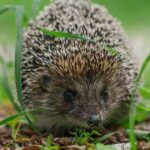 0_Hedgehog-in-the-grass-in-the-forest.jpg