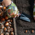0_Male-gardener-plants-tulip-bulbs-in-the-ground-Hand-holding-a-flower-bulbs-before-planting-in-the.jpeg