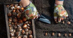 0_Male-gardener-plants-tulip-bulbs-in-the-ground-Hand-holding-a-flower-bulbs-before-planting-in-the.jpeg