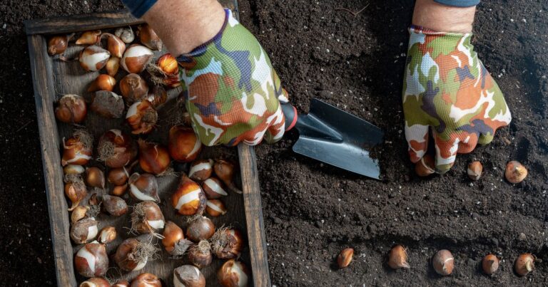 0_Male-gardener-plants-tulip-bulbs-in-the-ground-Hand-holding-a-flower-bulbs-before-planting-in-the.jpeg