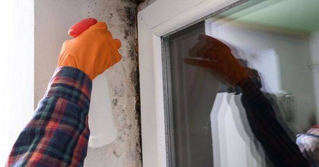 0_Mold-and-fungus-on-a-plastic-window-a-woman-removes-mold-on-a-window-a-woman-sprays-chemicals-on-a.jpeg