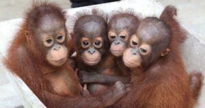 0_Orphaned-orangutans.jpg