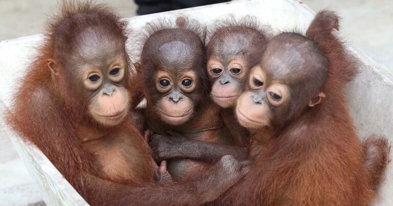 0_Orphaned-orangutans.jpg