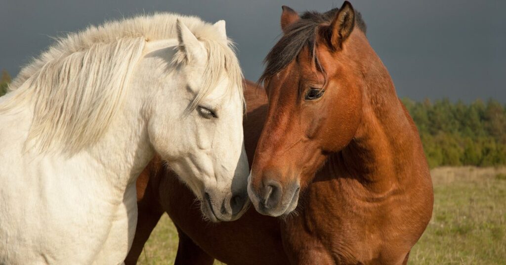 0_Pair-of-horses-showing-affection.jpg
