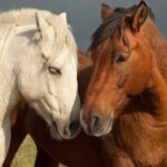 0_Pair-of-horses-showing-affection.jpg