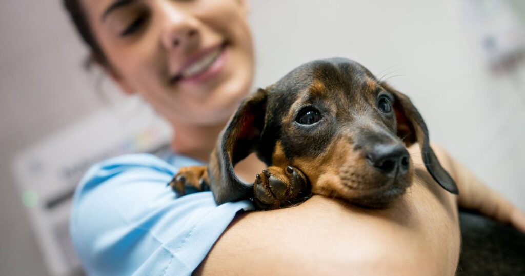 0_Portrait-of-a-beautiful-baby-dachshund-and-vet-holding-him-at-the-clinic-while-she-is-smiling.jpg