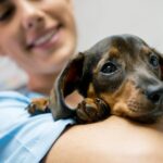 0_Portrait-of-a-beautiful-baby-dachshund-and-vet-holding-him-at-the-clinic-while-she-is-smiling.jpg