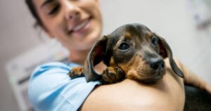 0_Portrait-of-a-beautiful-baby-dachshund-and-vet-holding-him-at-the-clinic-while-she-is-smiling.jpg