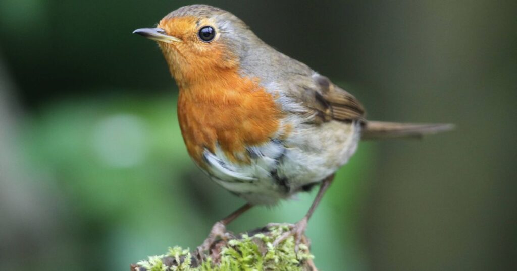 0_Robins-urgently-need-to-collect-lots-of-food-in-November-to-survive-winter.jpg