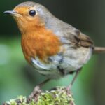 0_Robins-urgently-need-to-collect-lots-of-food-in-November-to-survive-winter.jpg