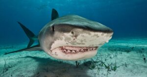 0_Tiger-sharks-Galeocerdo-cuvier-are-common-visitors-of-the-reefs-north-of-the-Bahamas-in-the-Caribb.jpeg