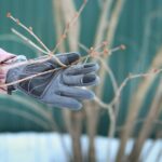 0_Working-in-winter-garden-gardeners-hand-in-work-glove-holds-tree-branch-before-pruning.jpg