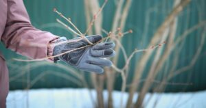 0_Working-in-winter-garden-gardeners-hand-in-work-glove-holds-tree-branch-before-pruning.jpg