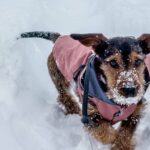 0_Young-Teckel-Dachshund-dog-walking-during-snow-blizzard-with-dog-coat.jpg
