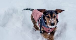 0_Young-Teckel-Dachshund-dog-walking-during-snow-blizzard-with-dog-coat.jpg
