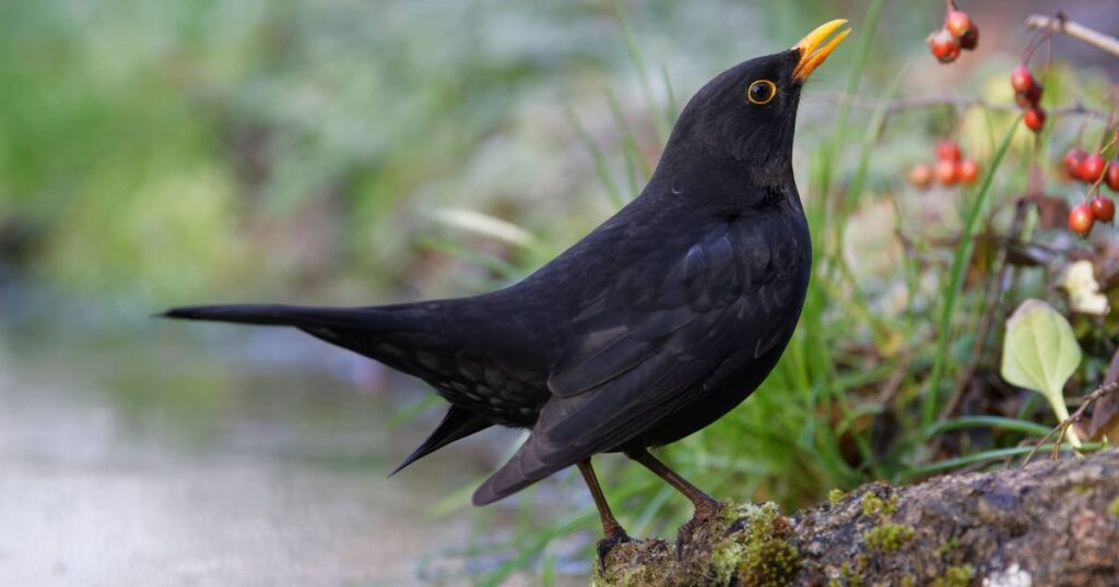 0_male-black-bird-Turdus-merula.jpg
