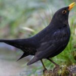 0_male-black-bird-Turdus-merula.jpg