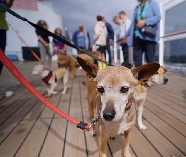 103856943-15288471-Pawsome_passengers_One_of_the_14_dogs_on_board_a_Cunard_liner_th-a-25_17631162482.avif