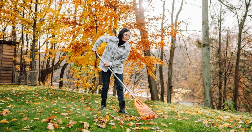 1_Collection-of-fallen-leaves-Raking-autumn-leaves-in-the-yard.jpg