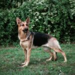 2_Alsatian-DOG-STOCK-GENERIC.jpg