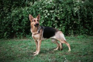 2_Alsatian-DOG-STOCK-GENERIC.jpg