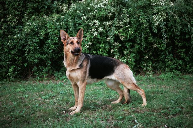 2_Alsatian-DOG-STOCK-GENERIC.jpg