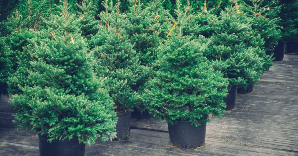2_Christmas-trees-in-pots-for-sale-Retro-toned.jpg
