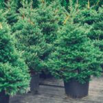 2_Christmas-trees-in-pots-for-sale-Retro-toned.jpg