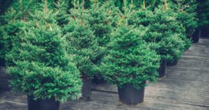 2_Christmas-trees-in-pots-for-sale-Retro-toned.jpg