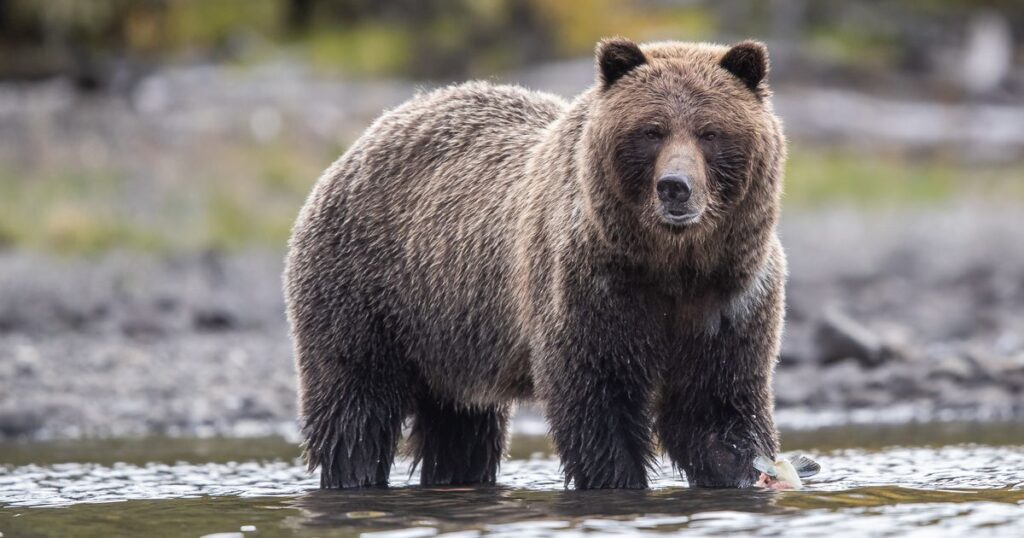 2_Grizzly-bear-walking-in-riverCanadajpgimag.jpg