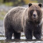 2_Grizzly-bear-walking-in-riverCanadajpgimag.jpg