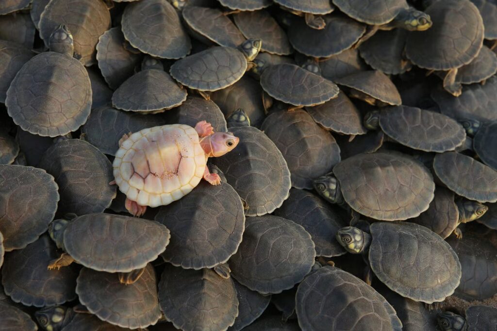 APTOPIX_Brazil_Turtles_Released_43753.jpg