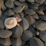 APTOPIX_Brazil_Turtles_Released_43753.jpg