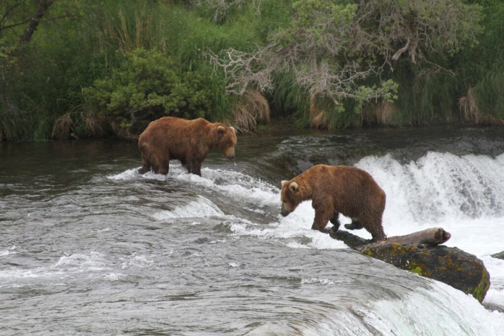Alaska_Bears_Lawsuit_48306.jpg