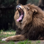 An-African-lion-Panthera-leo-gapes-as-it-sits-inside-its-enclosure-at-the-Chapultepec-Zoo-in-Mexic.avif