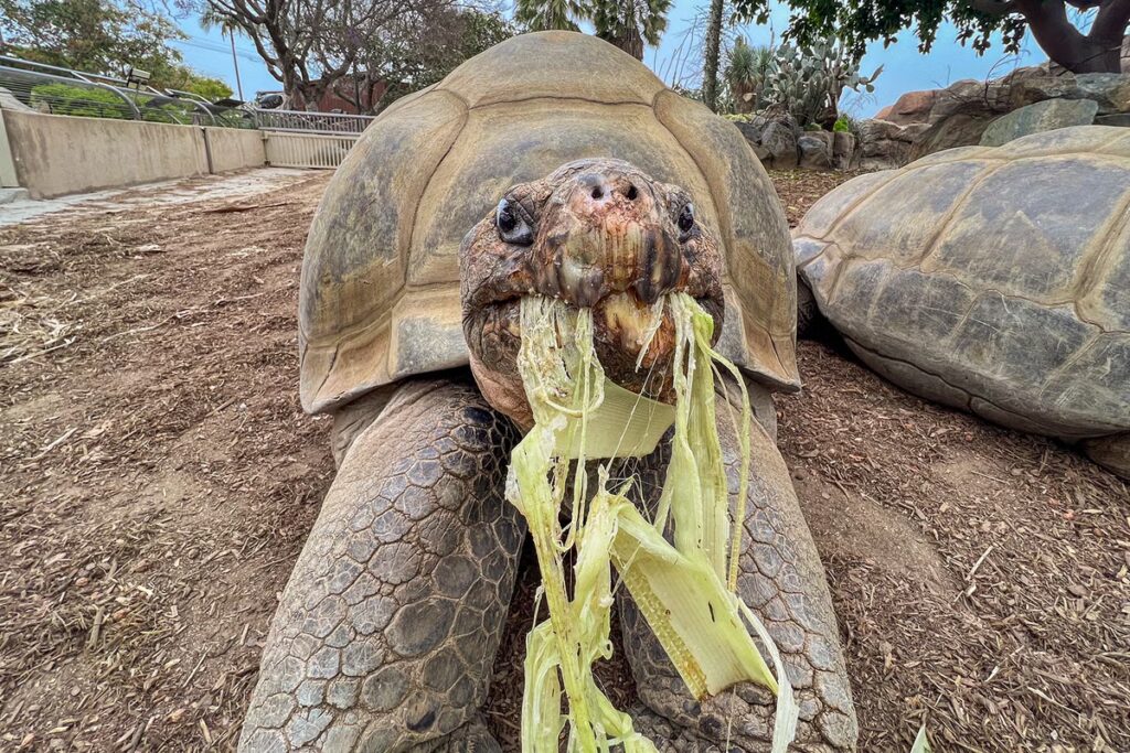 Galapagos_Tortoise_Dies_47831.jpg