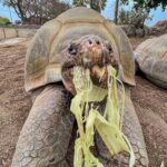 Galapagos_Tortoise_Dies_47831.jpg