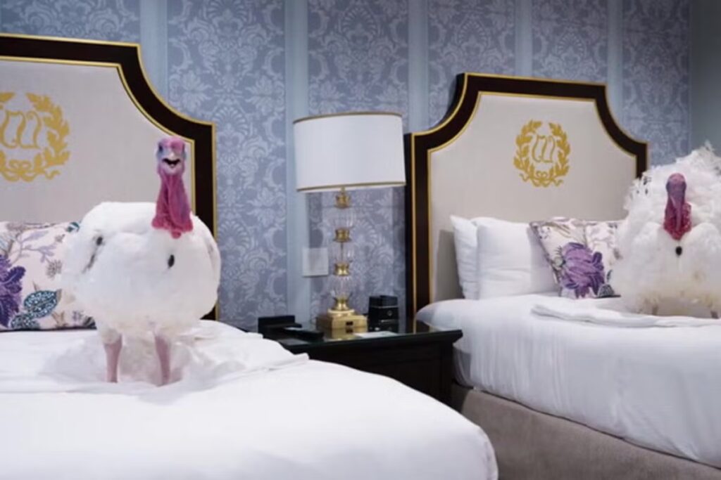 Gobble-and-Waddle-live-it-up-in-luxury-hotel-ahead-of-White-House-turkey-pardon.jpeg