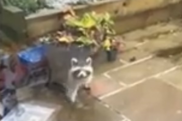 Raccoon-garden-cornwalll.png
