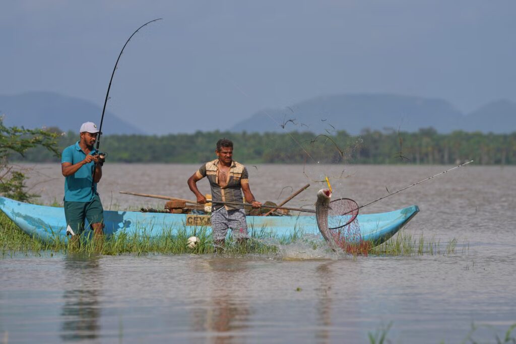 Sri_Lanka_Invasive_Fish_Photo_Gallery_64972.jpg