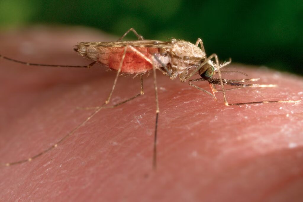 Switzerland_Malaria_Infants_96903.jpg