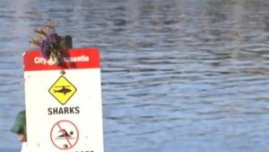 ataque-de-tiburon-en-australia.jpeg
